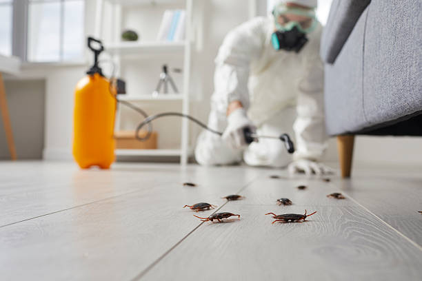 Commercial Kitchen Cockroach Control in Forest Hills